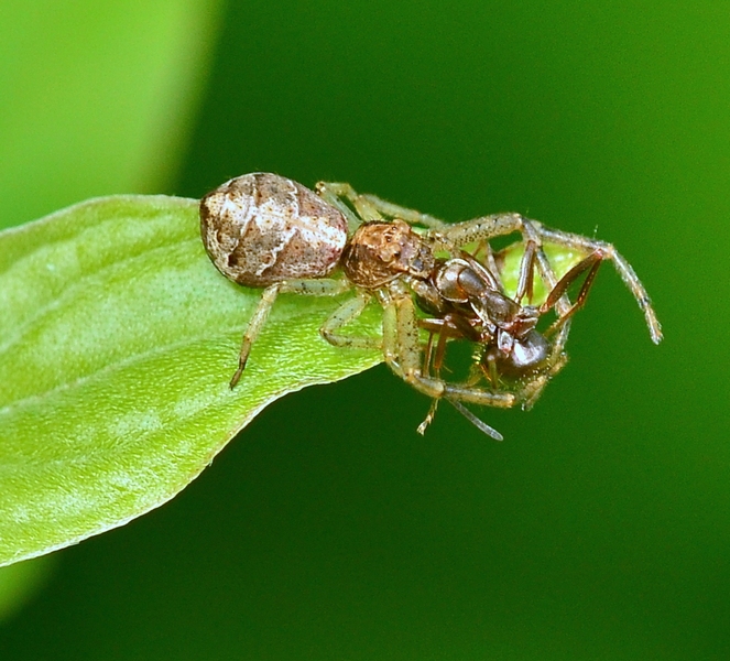 Tmarus sp. - Sernaglia (TV)